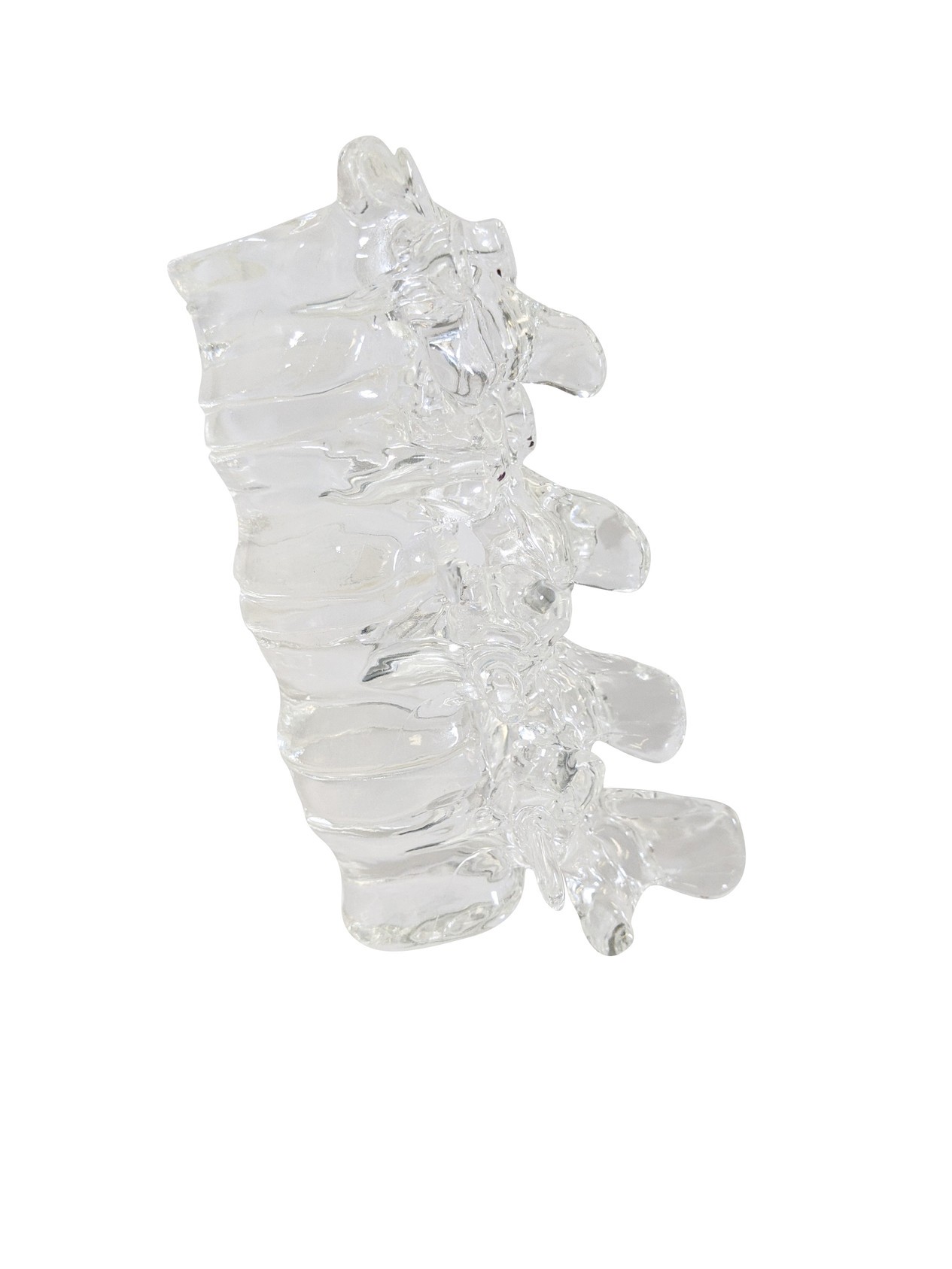 FlexBone Training Model - Thoracic and Lumbar Spine, T11 to L2