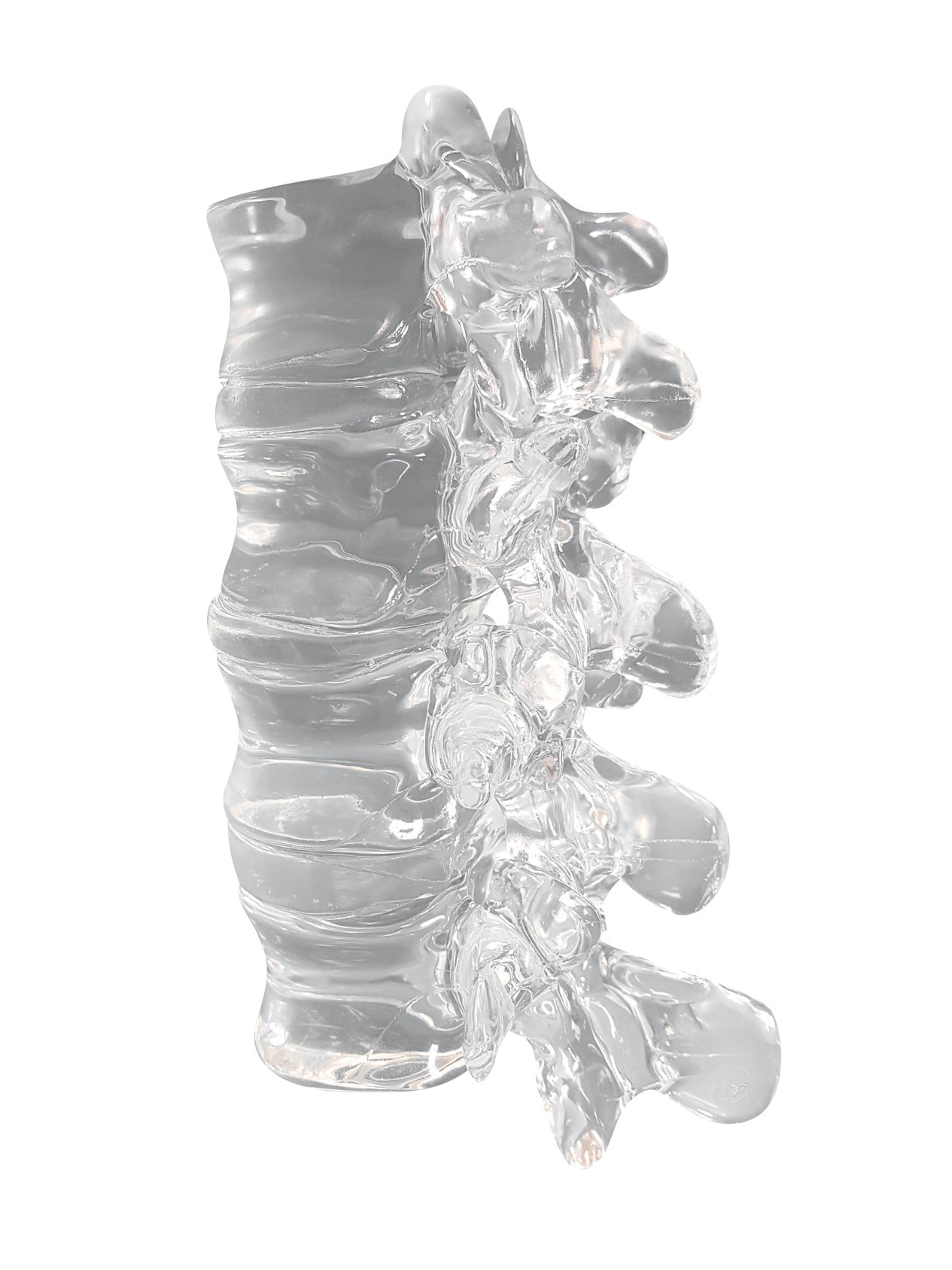 FlexBone Training Model - Thoracic and Lumbar Spine, T11 to L2