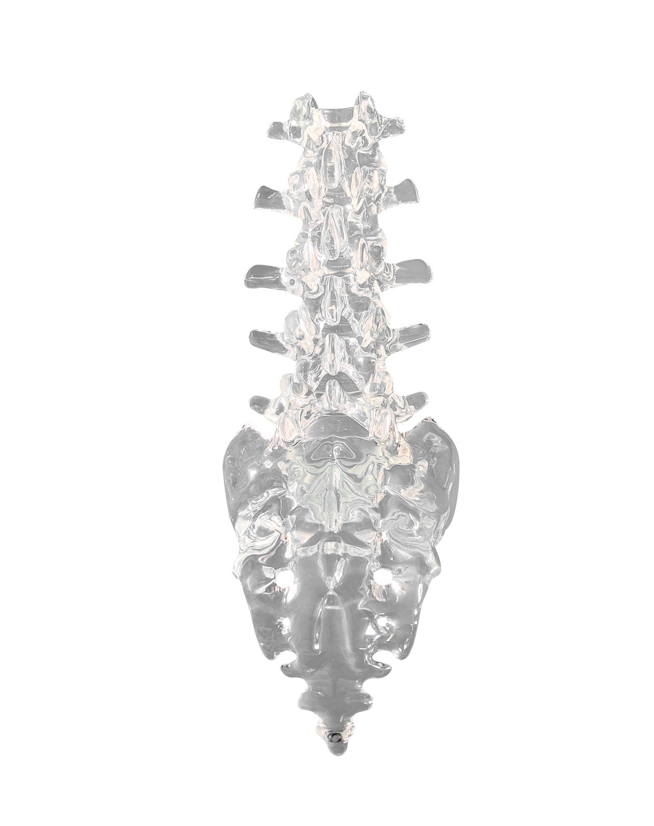 FlexBone Training Model - Lumbar Spine, L1 to Sacrum