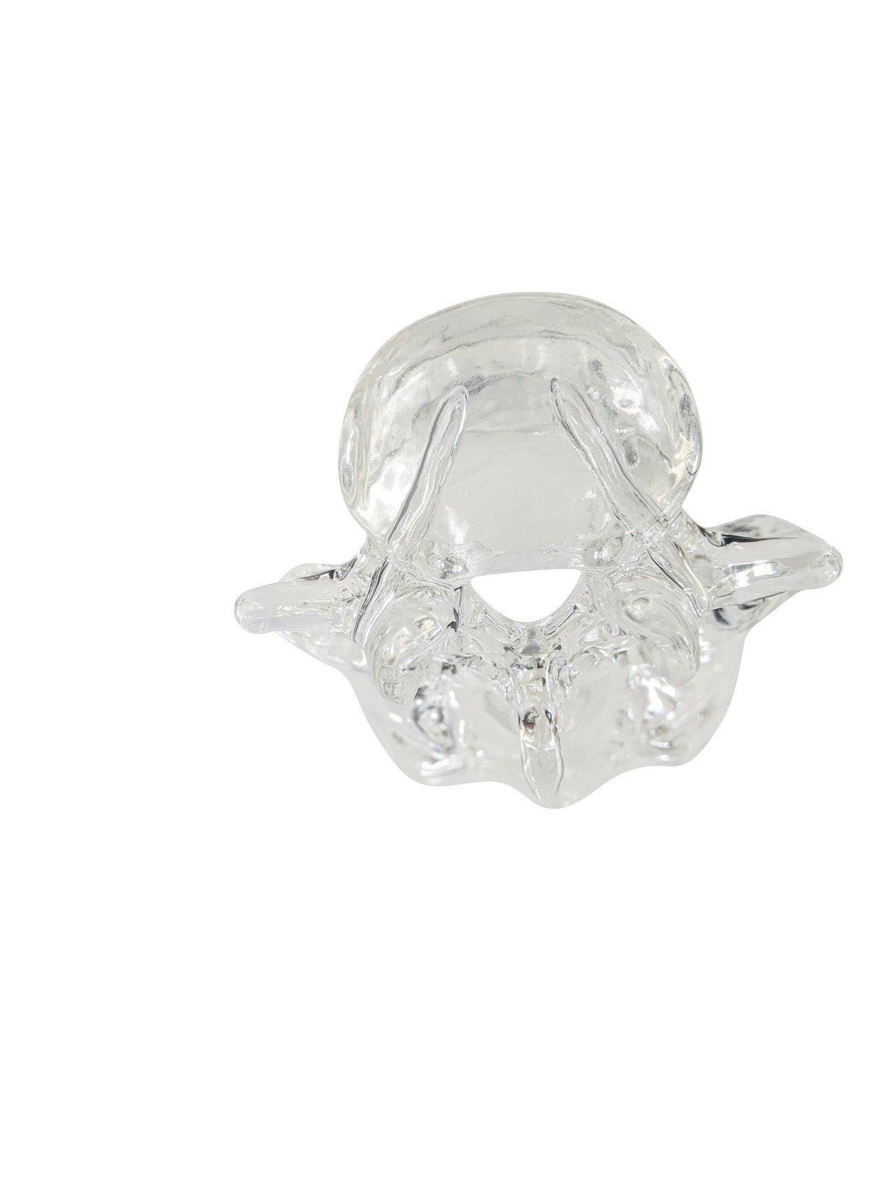 FlexBone Training Model - Lumbar Spine, L4 to Sacrum