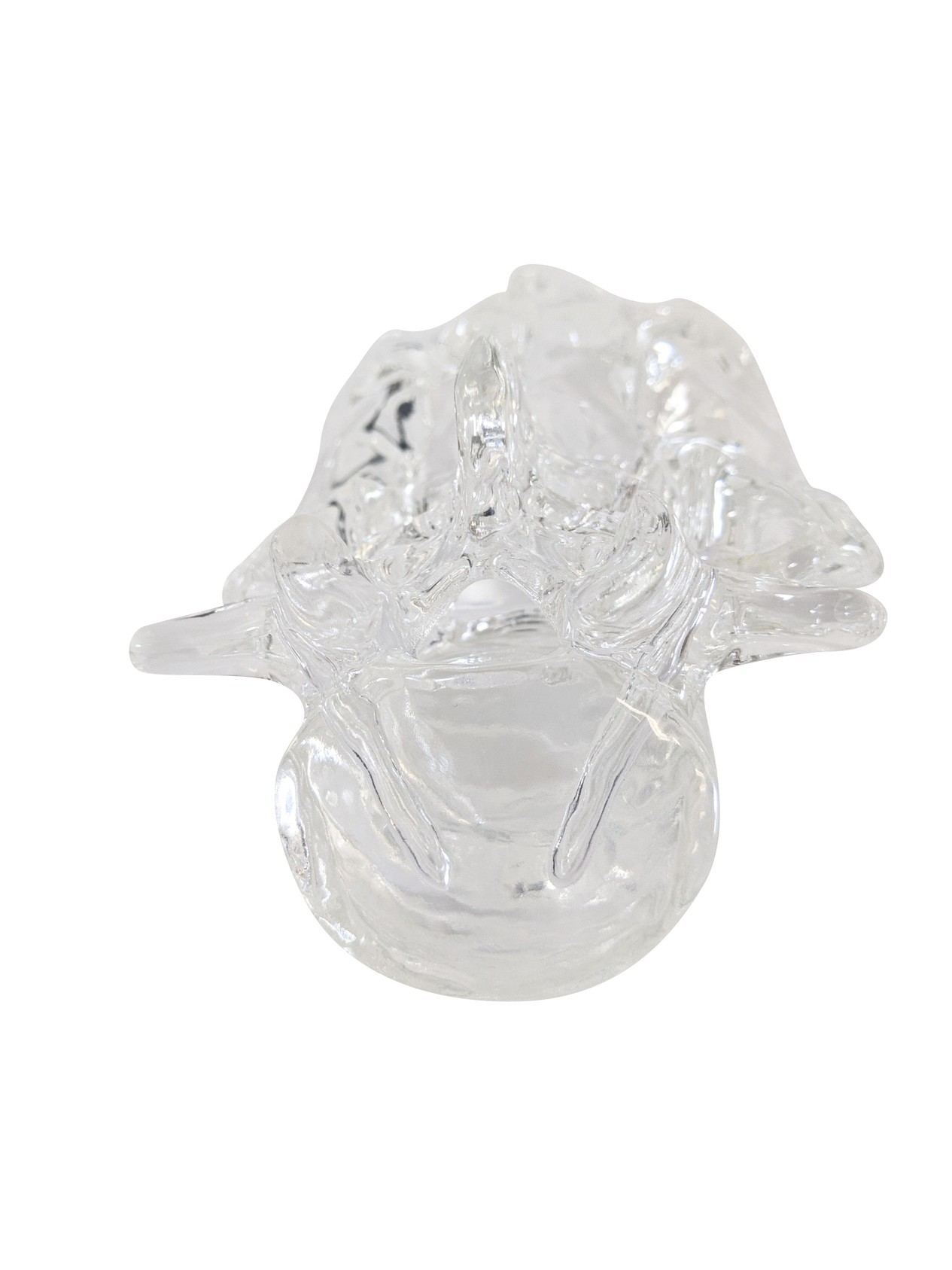 FlexBone Training Model - Lumbar Spine, L4 to Sacrum