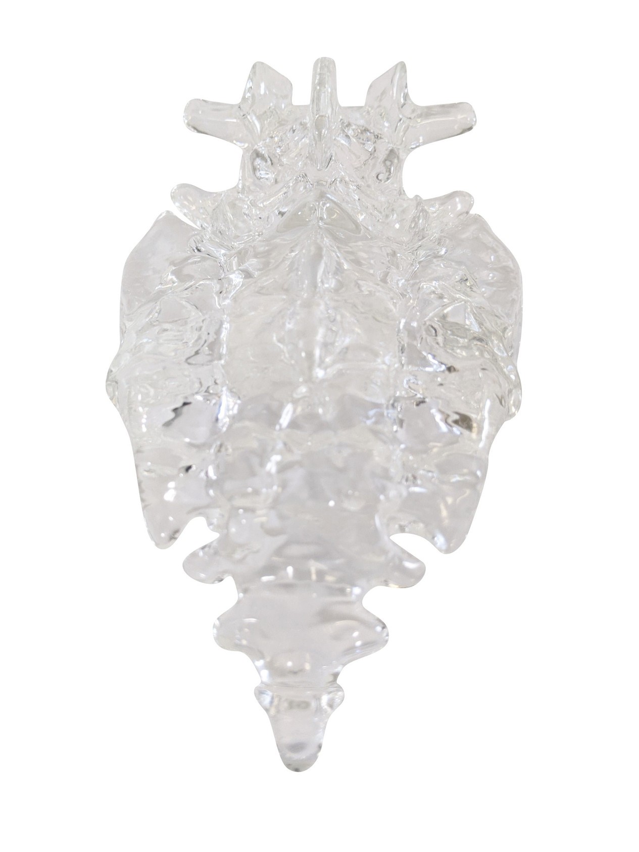 FlexBone Training Model - Lumbar Spine, L4 to Sacrum