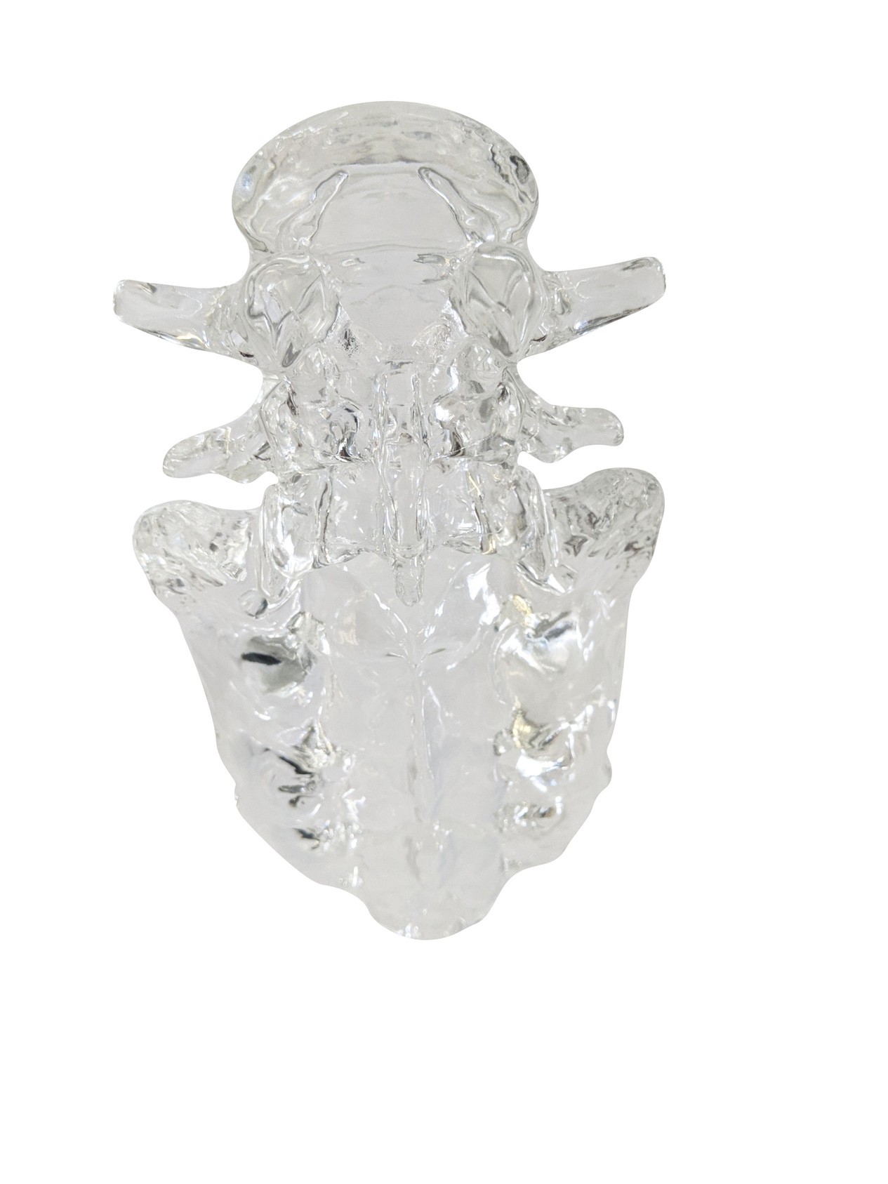 FlexBone Training Model - Lumbar Spine, L4 to Sacrum