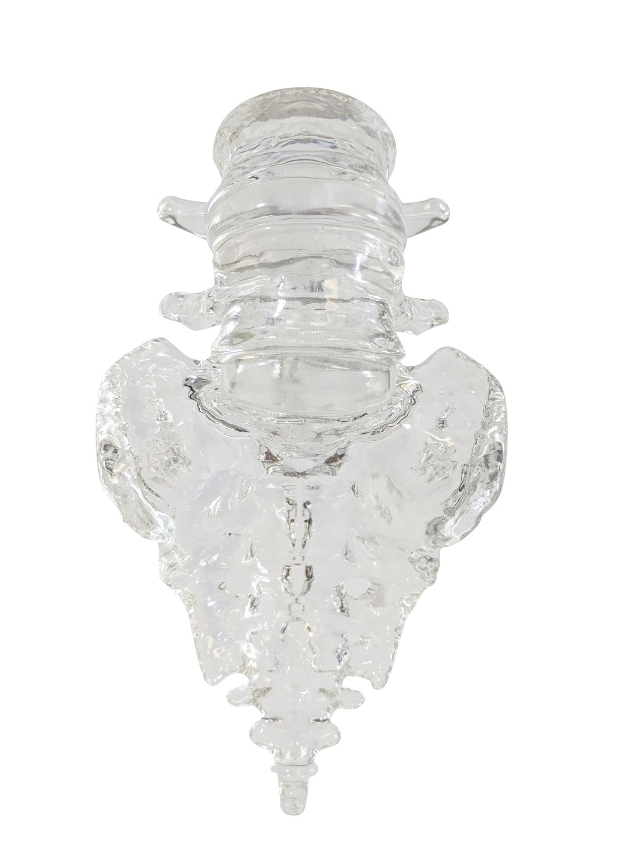 FlexBone Training Model - Lumbar Spine, L4 to Sacrum