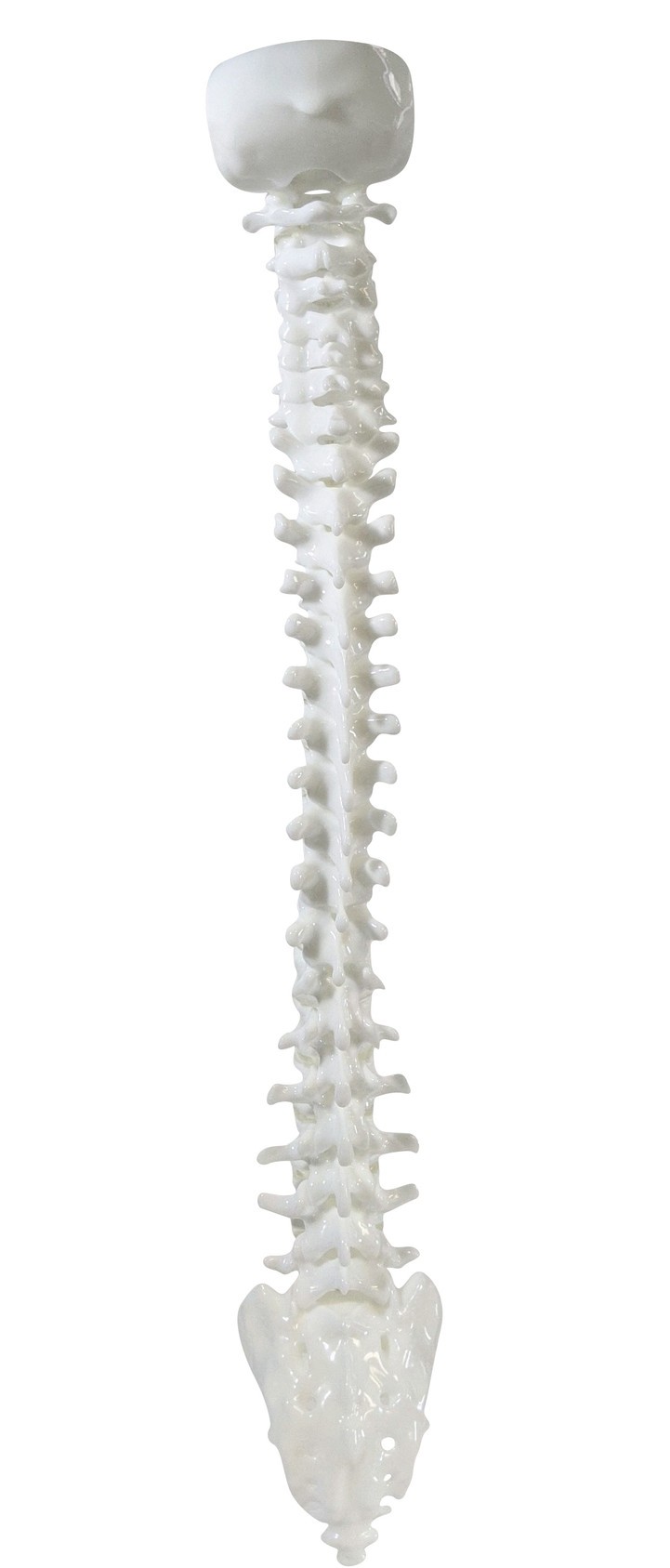 FlexBone Training Model - Vertical Spinal Column, C1 to Sacrum
