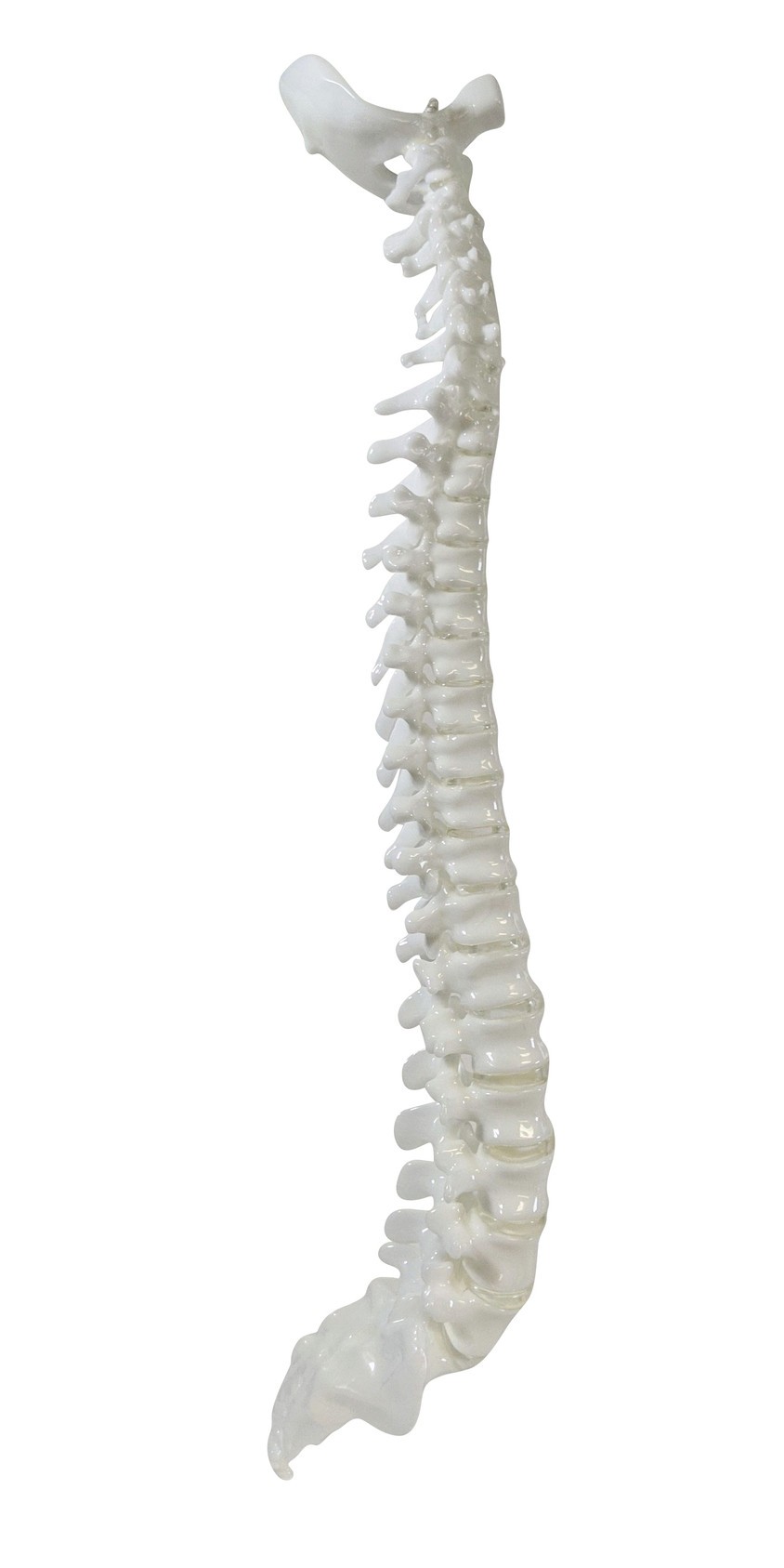FlexBone Training Model - Vertical Spinal Column, C1 to Sacrum