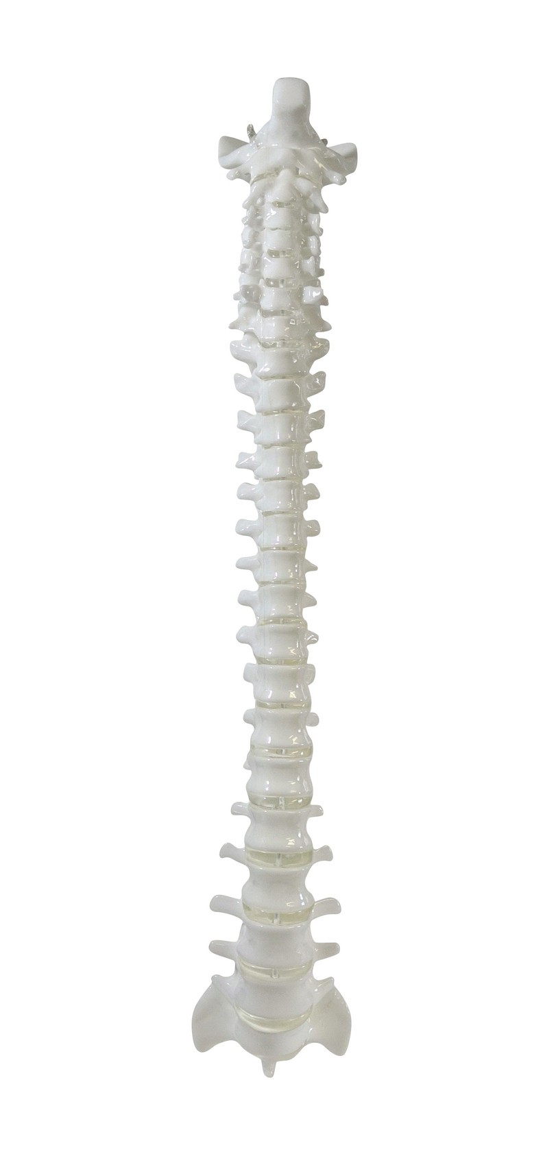 FlexBone Training Model - Vertical Spinal Column, C1 to Sacrum