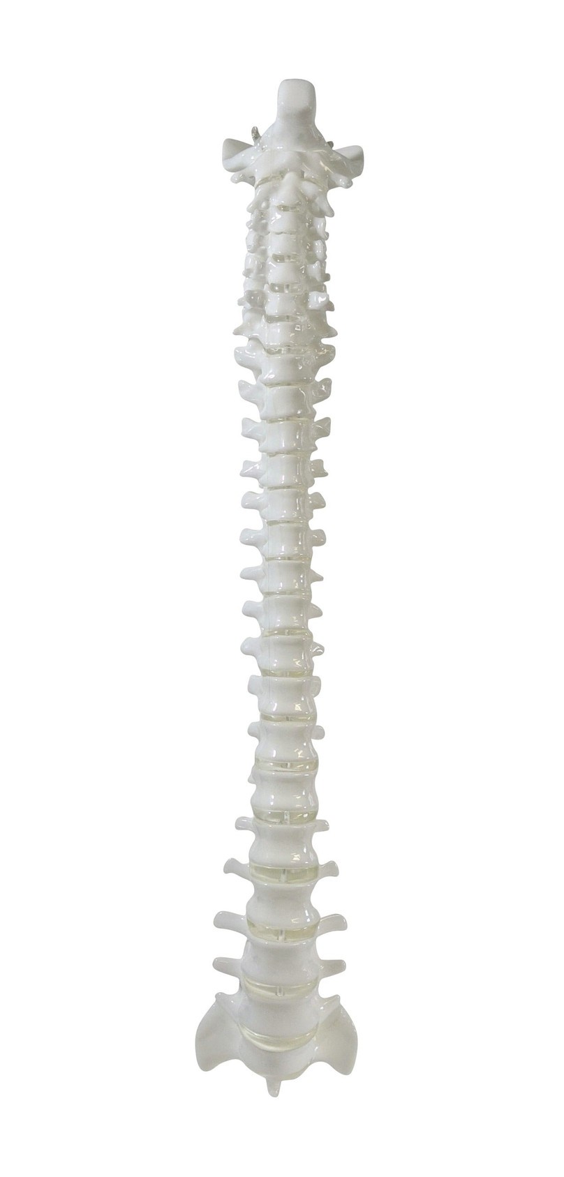 FlexBone Training Model - Vertical Spinal Column, C1 to Sacrum