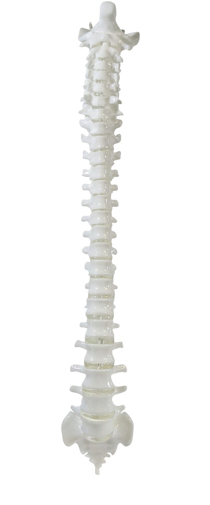 FlexBone Training Model - Vertical Spinal Column, C1 to Sacrum