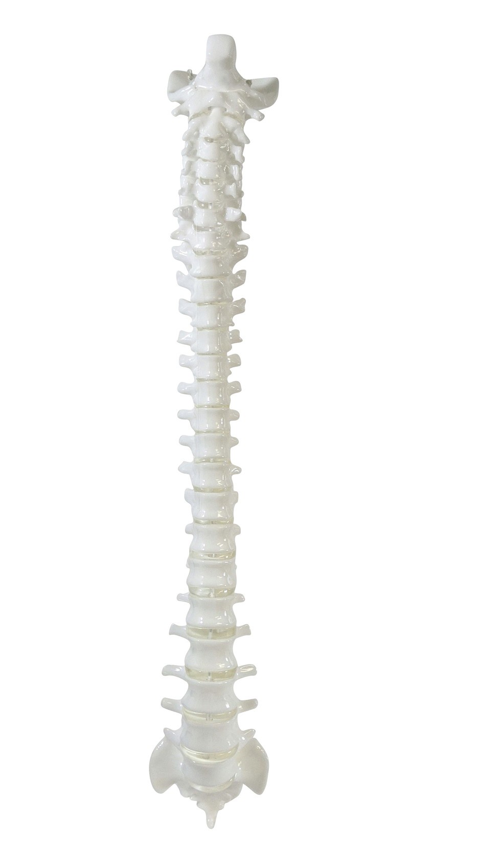 FlexBone Training Model - Vertical Spinal Column, C1 to Sacrum