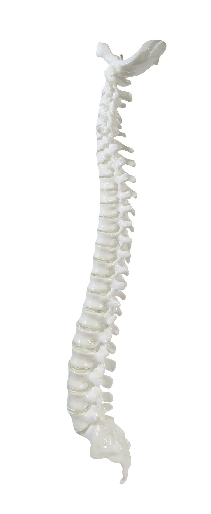 FlexBone Training Model - Vertical Spinal Column, C1 to Sacrum