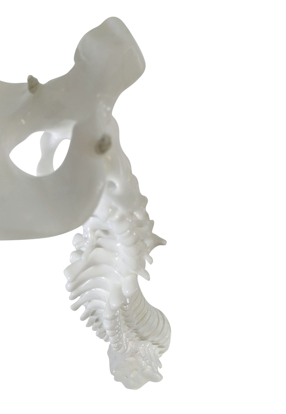FlexBone Training Model - Vertical Spinal Column, C1 to Sacrum