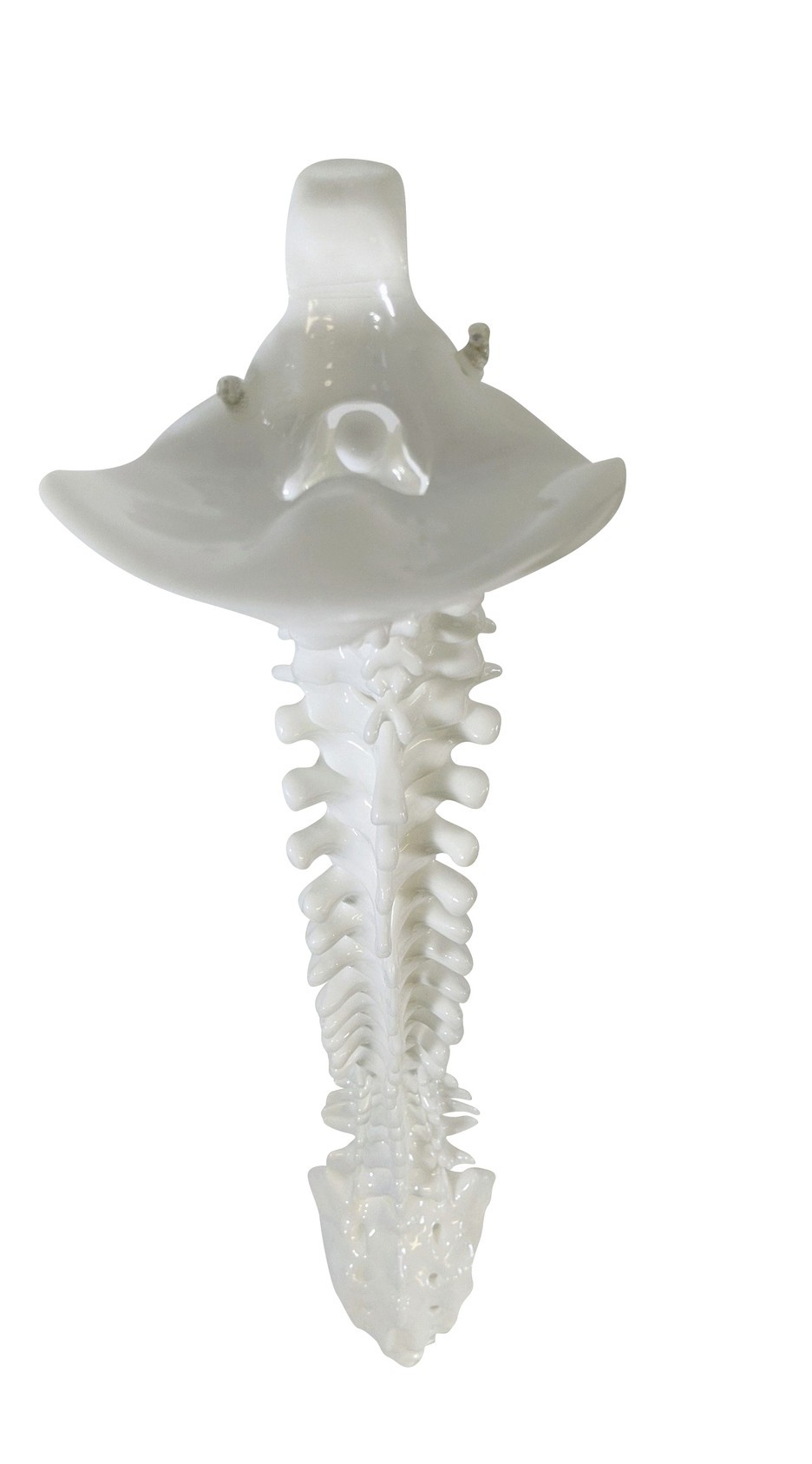 FlexBone Training Model - Vertical Spinal Column, C1 to Sacrum