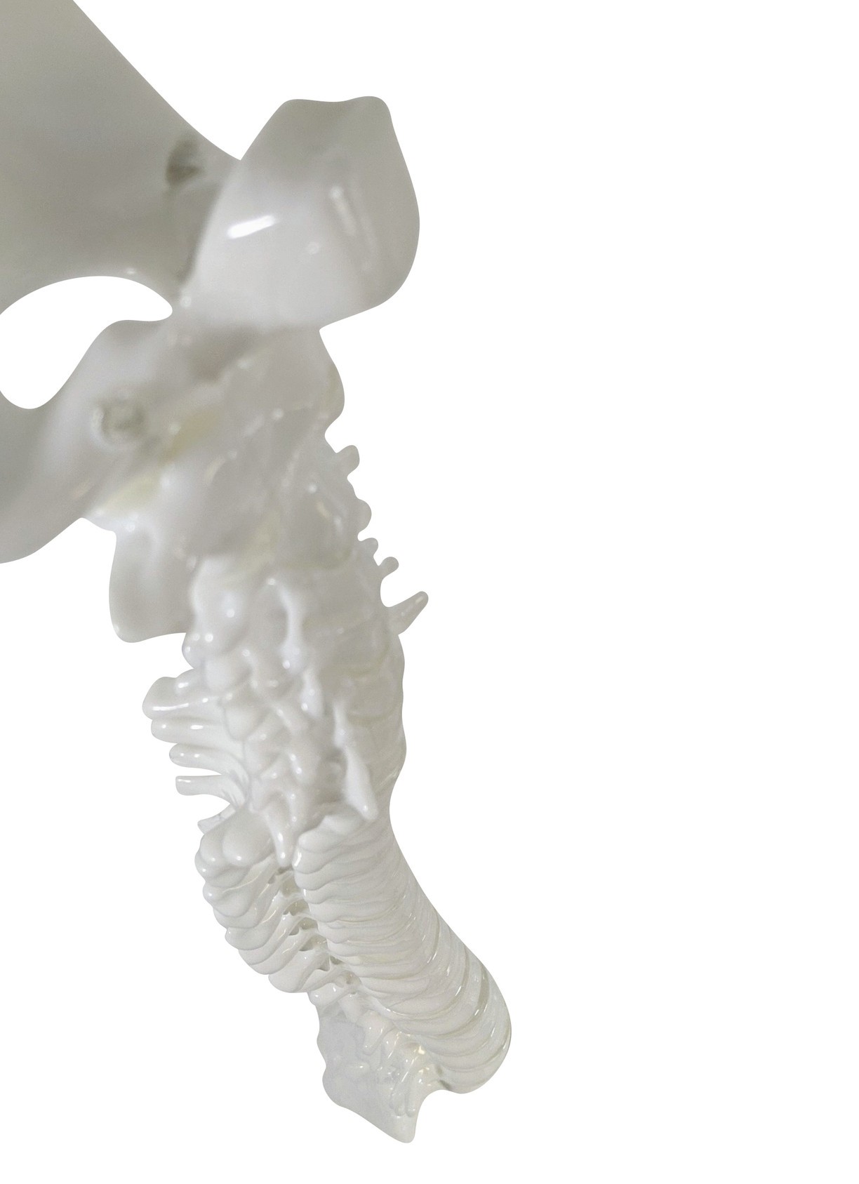 FlexBone Training Model - Vertical Spinal Column, C1 to Sacrum