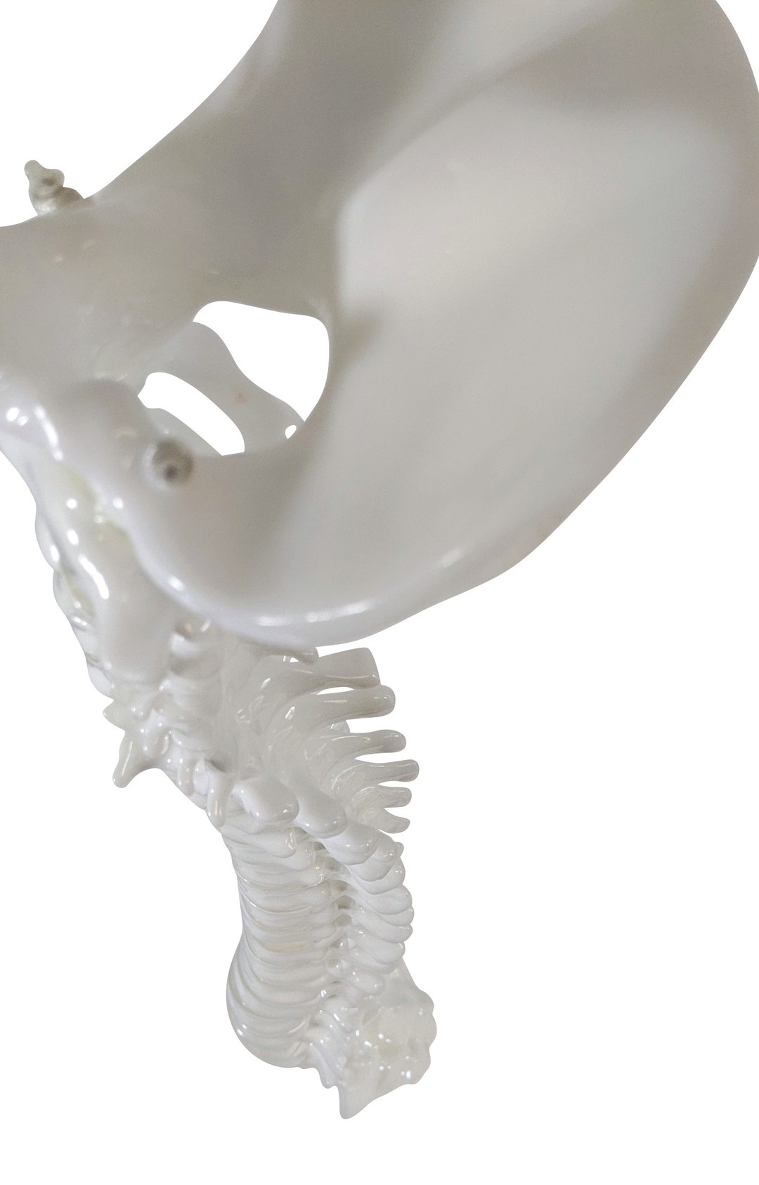 FlexBone Training Model - Vertical Spinal Column, C1 to Sacrum