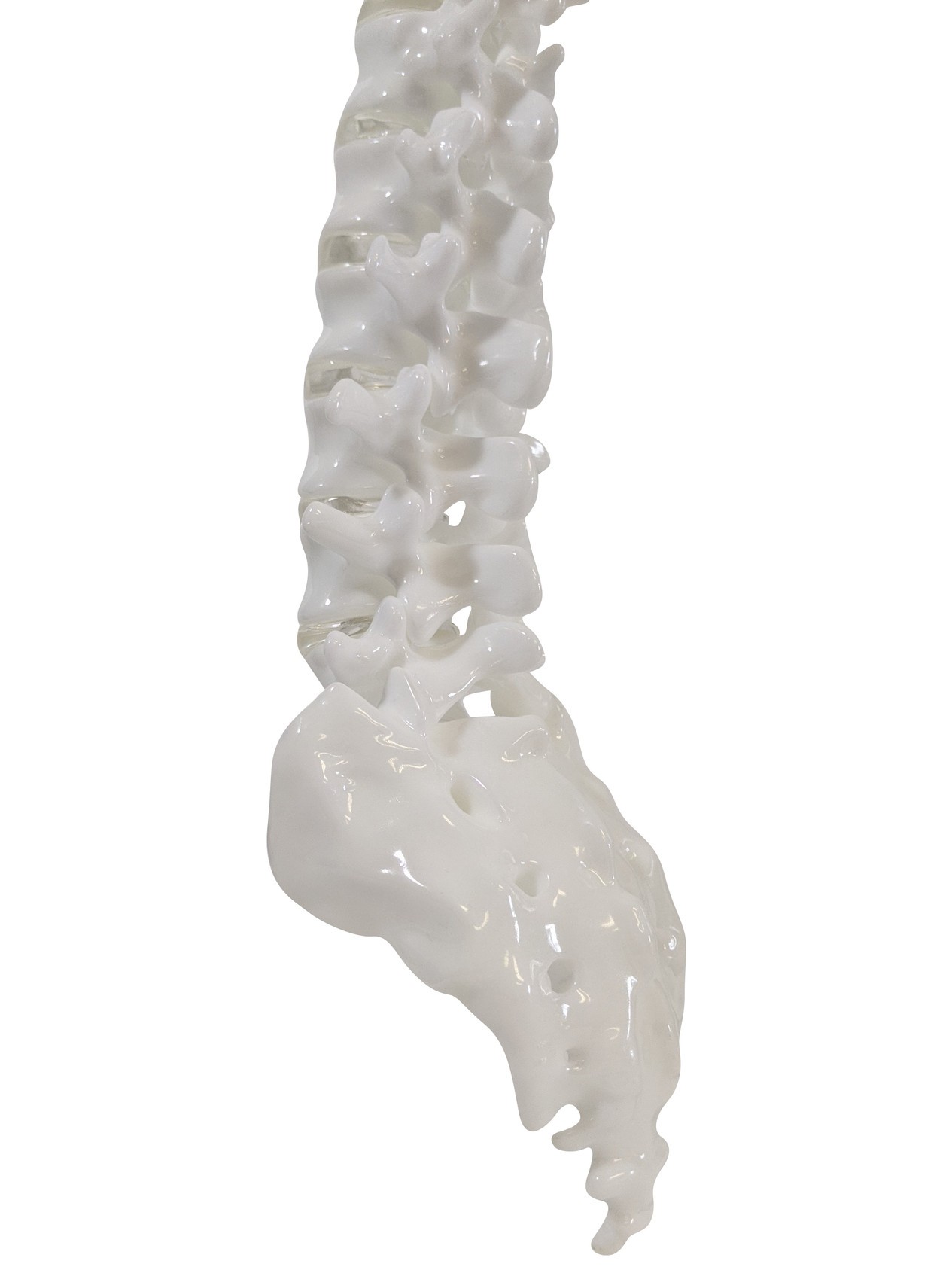 FlexBone Training Model - Vertical Spinal Column, C1 to Sacrum