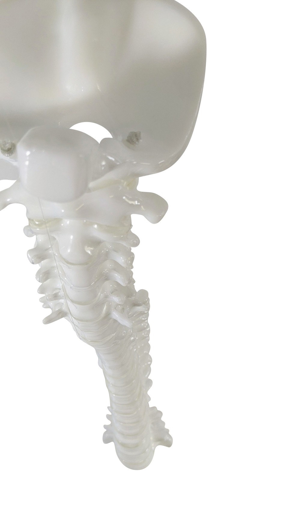 FlexBone Training Model - Vertical Spinal Column, C1 to Sacrum