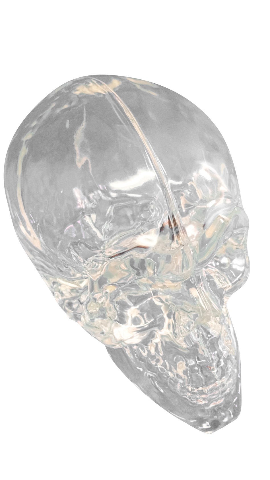 FlexBone Training Model - Skull