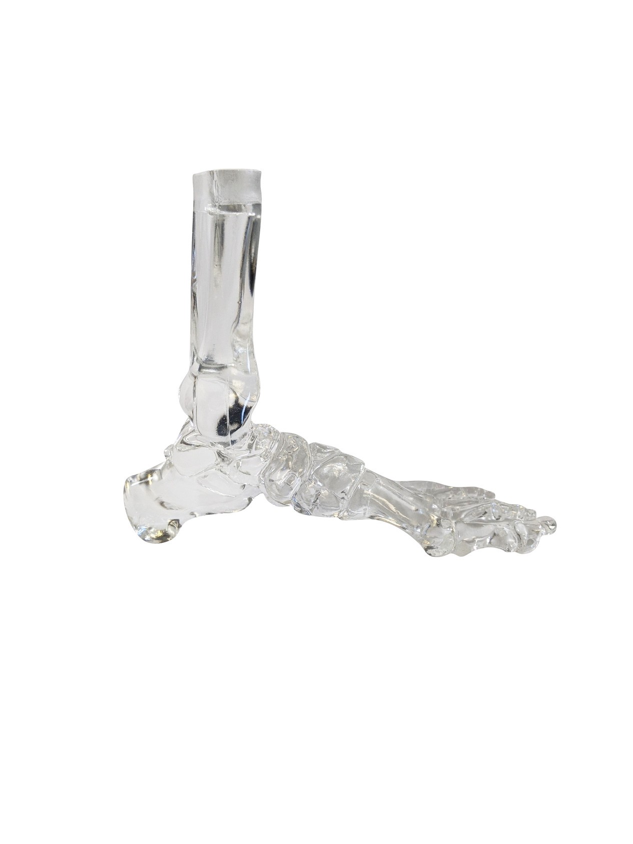 FlexBone Training Model - Full Foot with Distal, Tibia, and Fibula