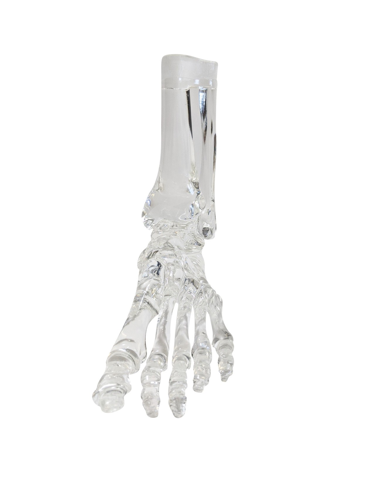 FlexBone Training Model - Full Foot with Distal, Tibia, and Fibula