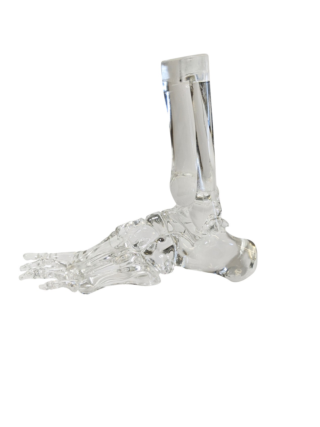 FlexBone Training Model - Full Foot with Distal, Tibia, and Fibula