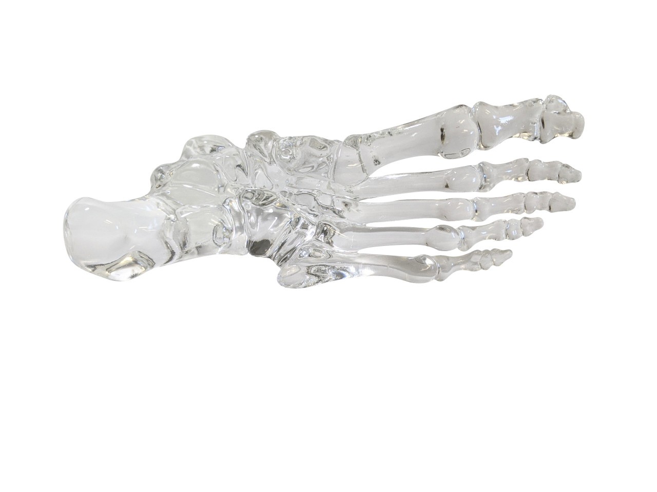 FlexBone Training Model - Full Foot with Distal, Tibia, and Fibula