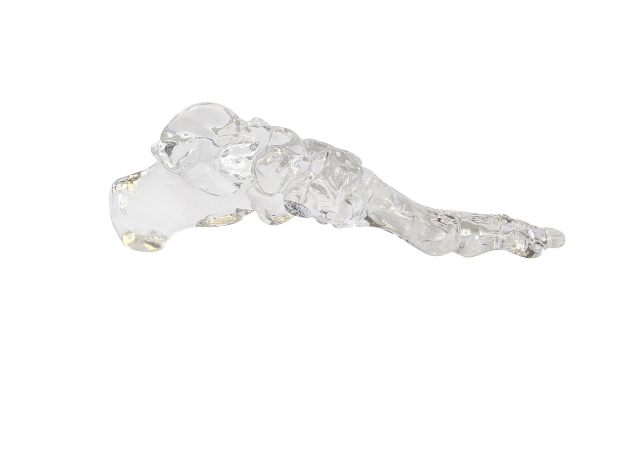 FlexBone Training Model - Full Foot