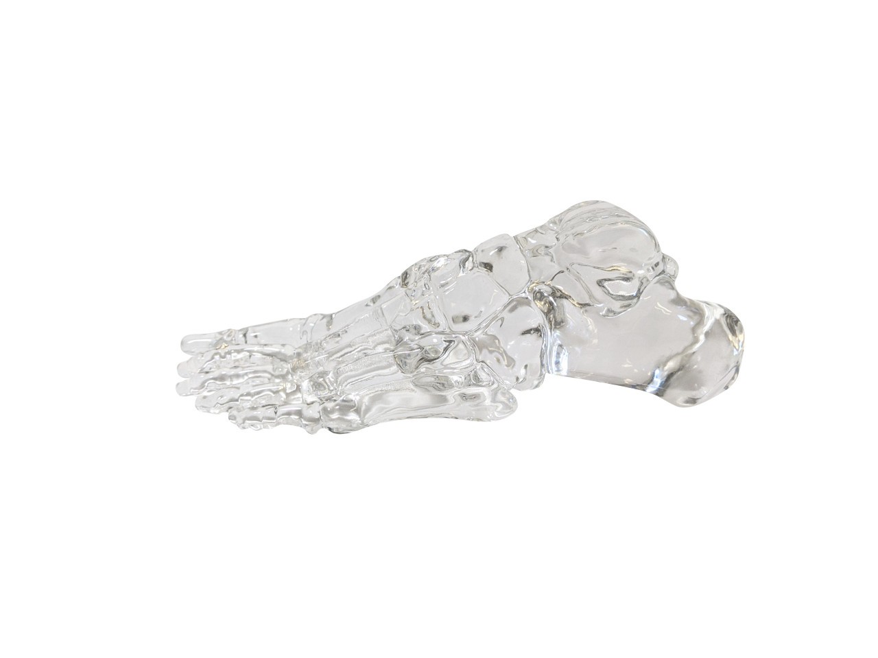 FlexBone Training Model - Full Foot