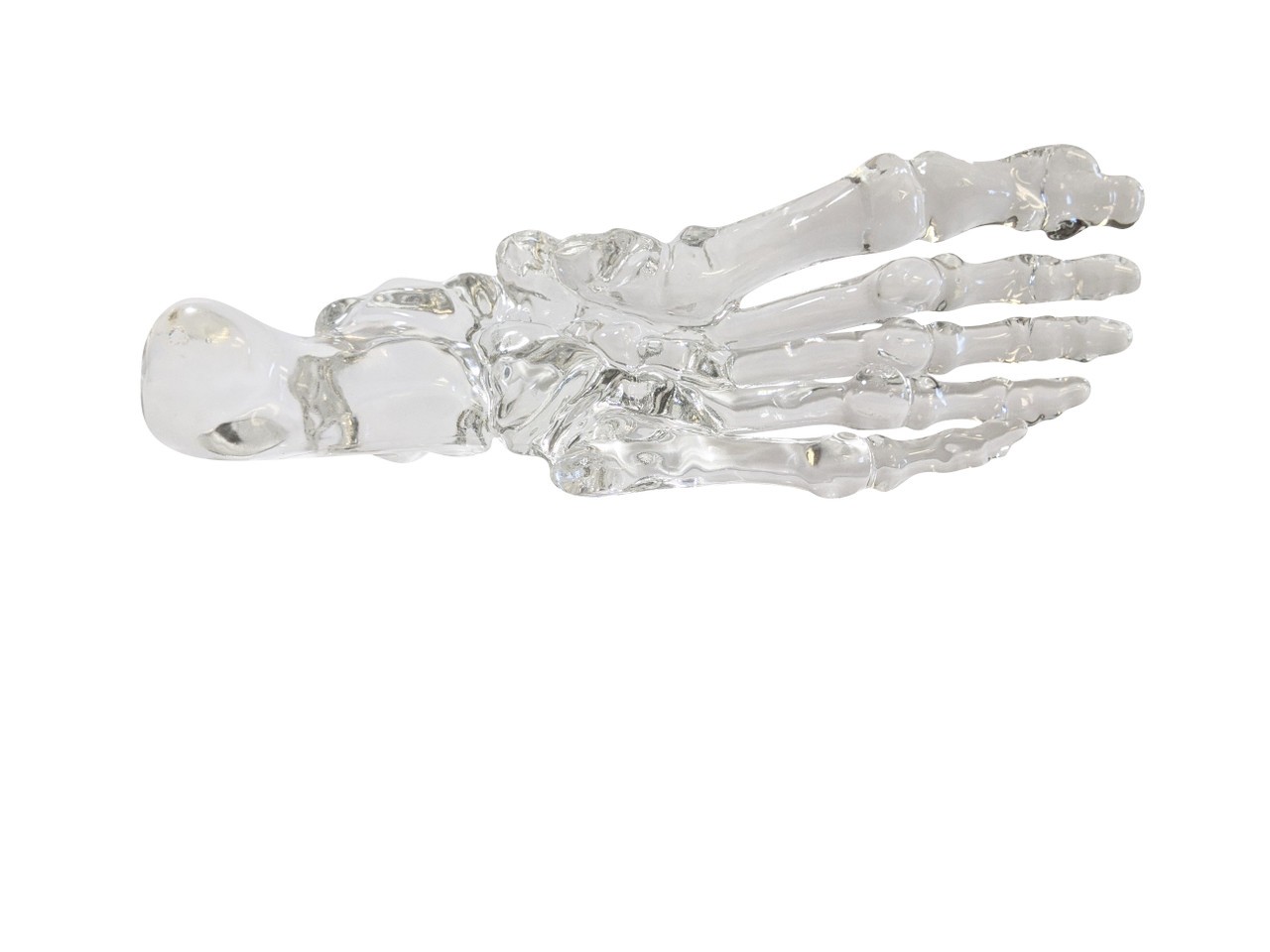 FlexBone Training Model - Full Foot
