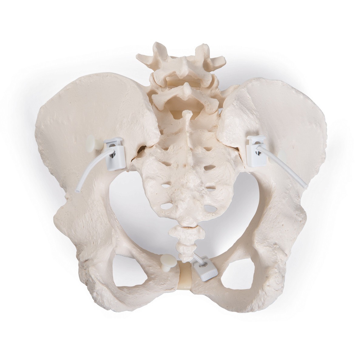 Flexible Human Female Pelvis Anatomy Model, Flexibly Mounted