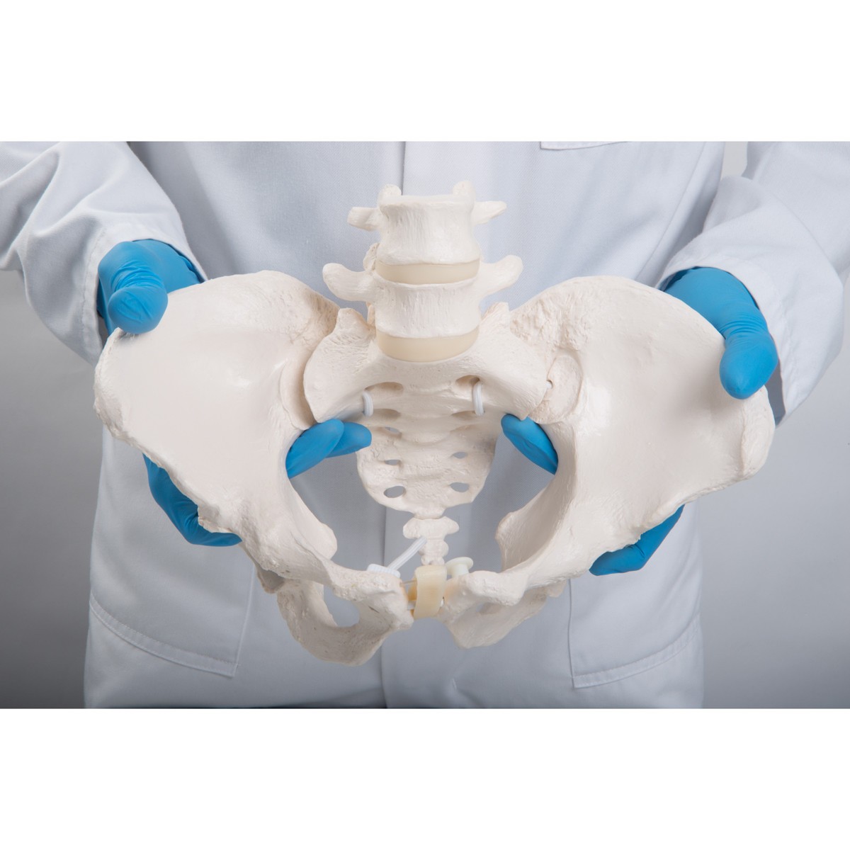 Flexible Human Female Pelvis Anatomy Model, Flexibly Mounted