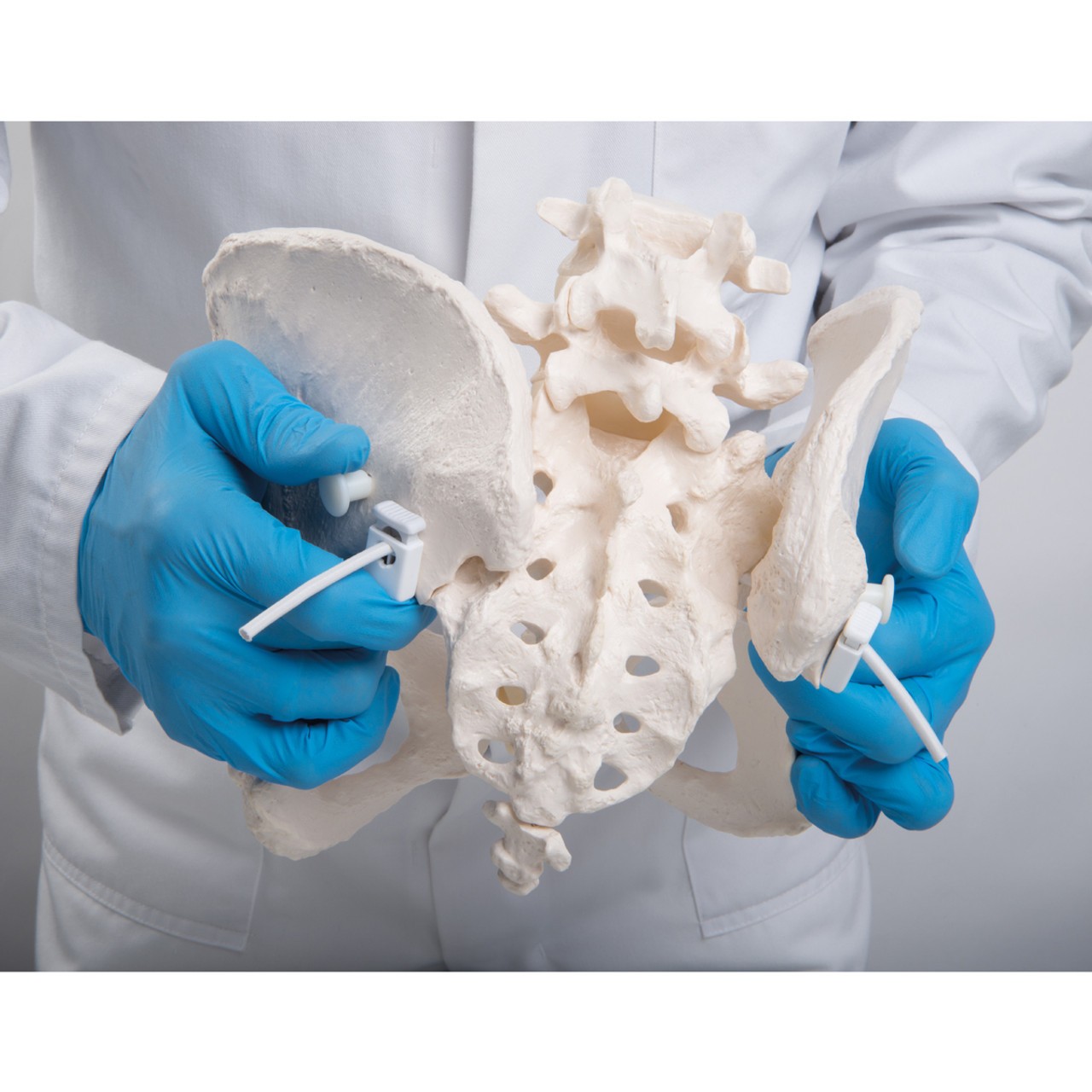 Flexible Human Female Pelvis Anatomy Model, Flexibly Mounted
