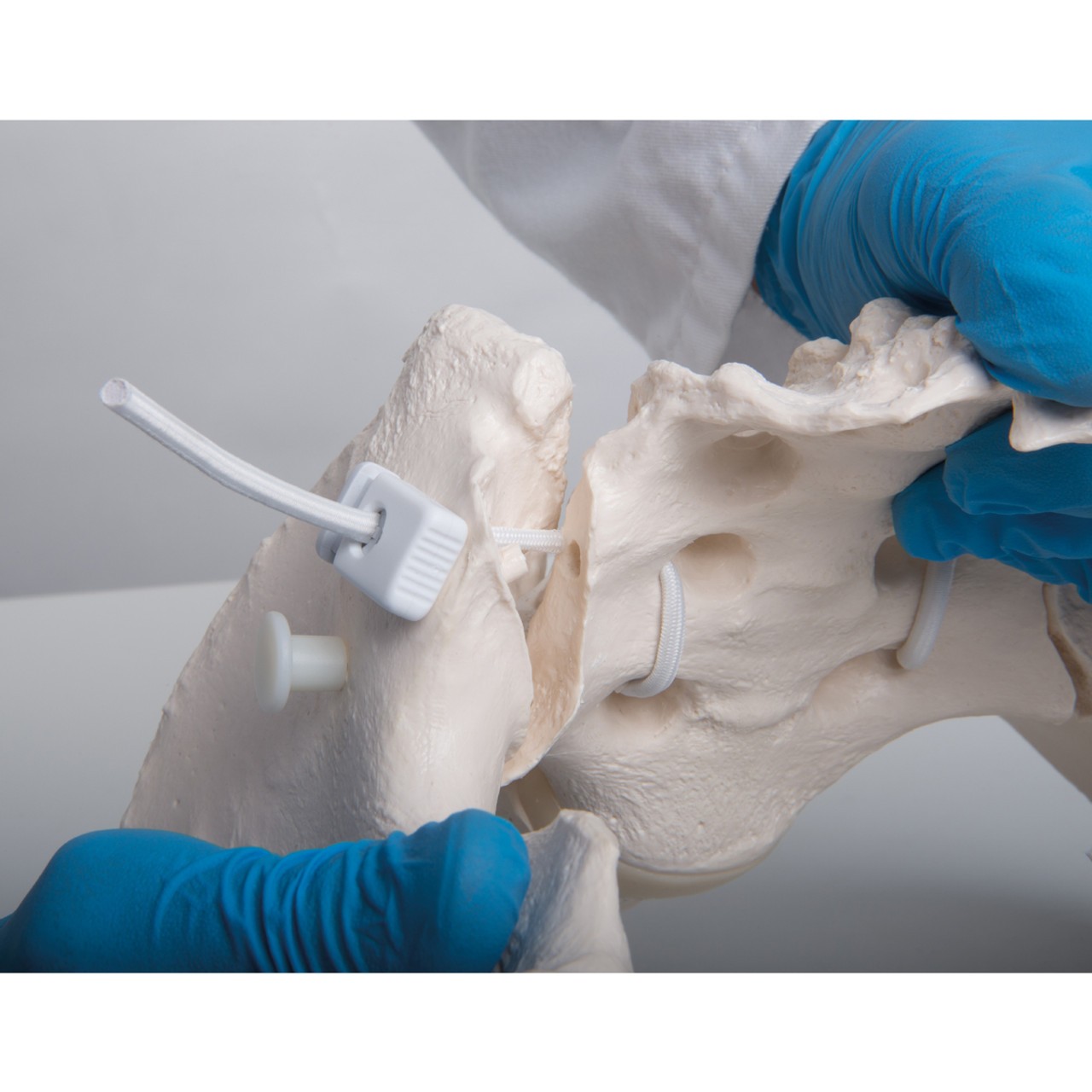Flexible Human Female Pelvis Anatomy Model, Flexibly Mounted