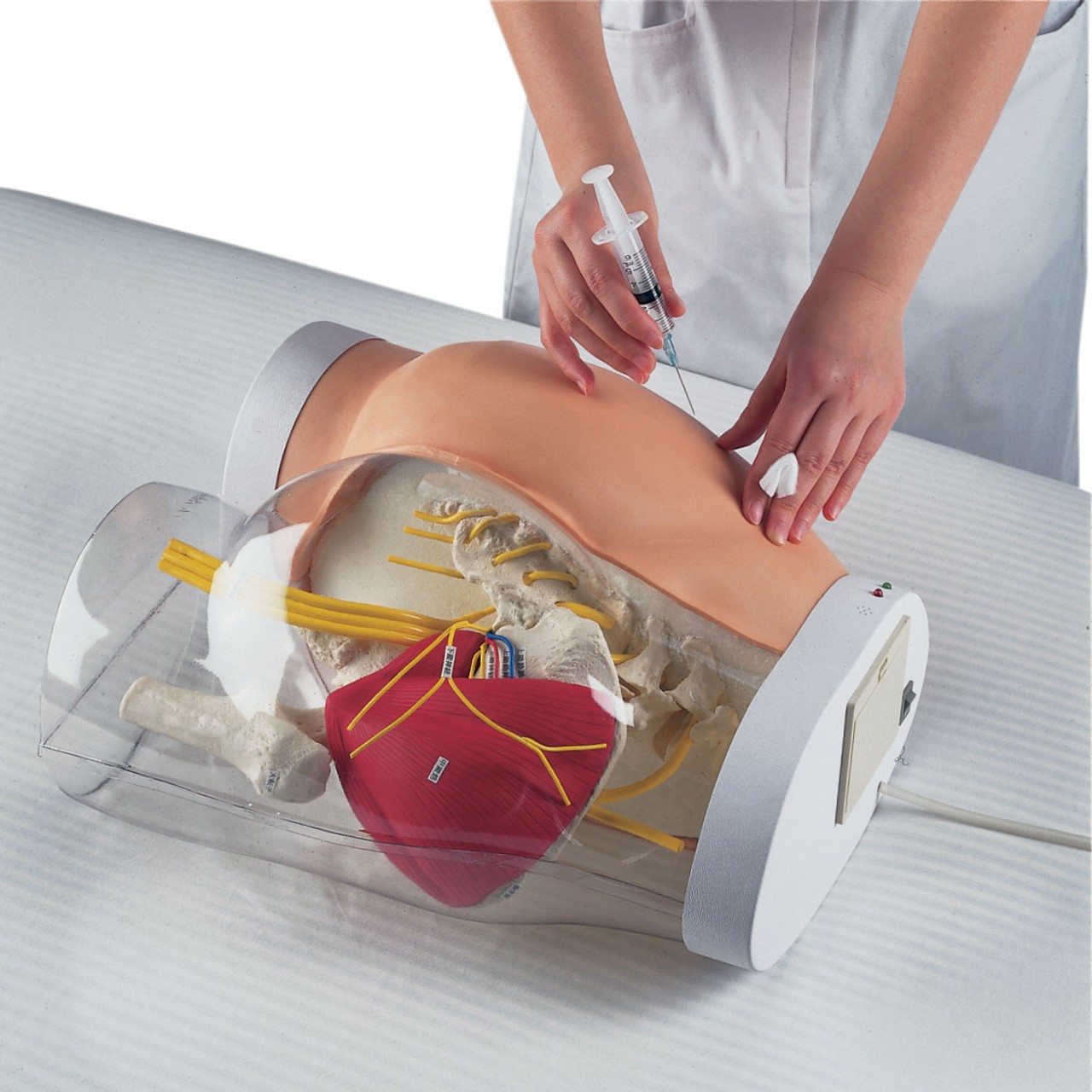 Two-in-One I.M. Injection Model of Buttock