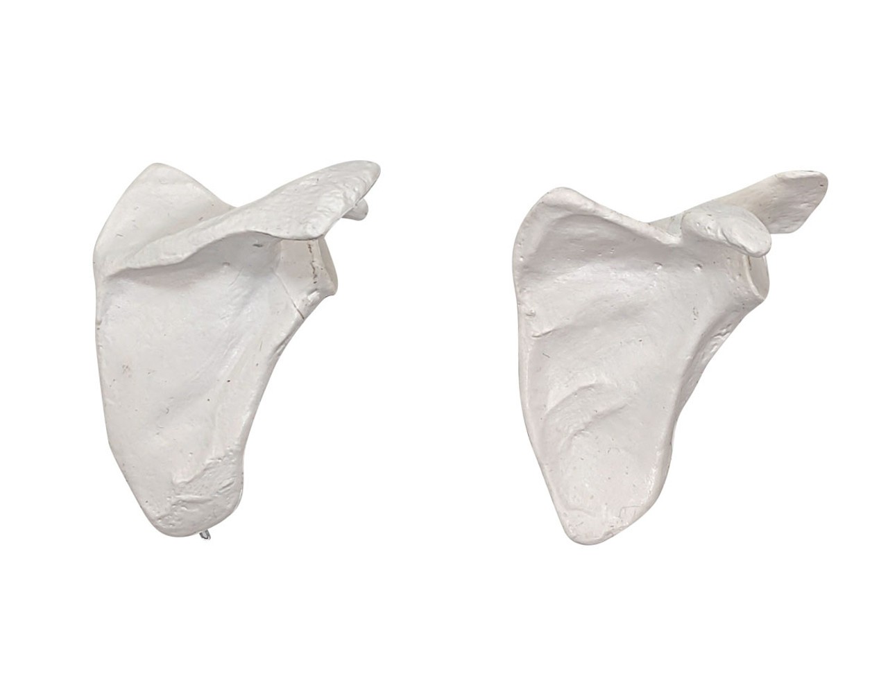 Axis Scientific Disarticulated Miniature Human Skeleton, Scapula