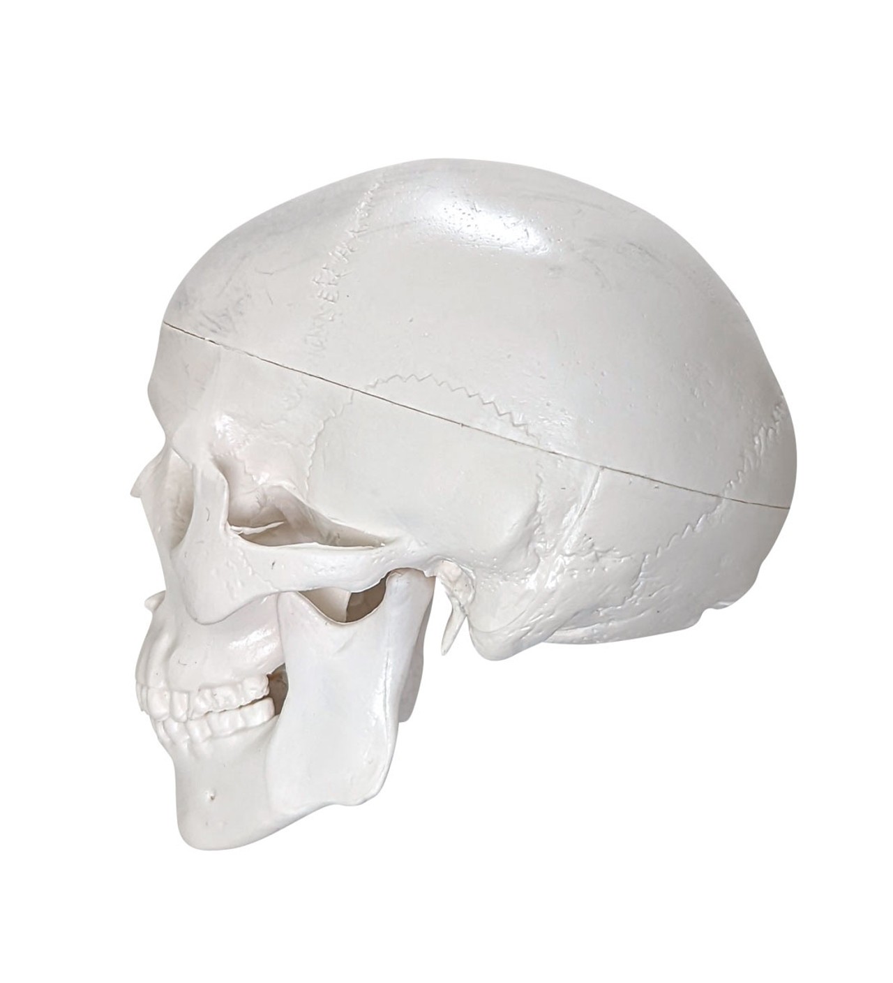 Axis Scientific Disarticulated Miniature Human Skeleton, Skull Only