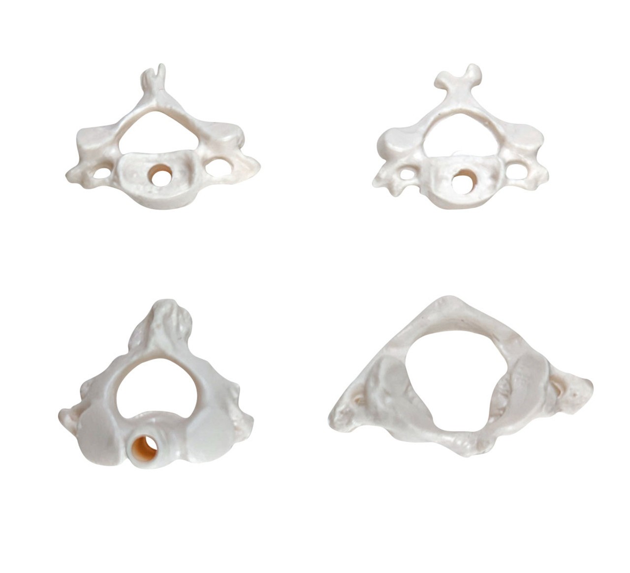 Axis Scientific Disarticulated Miniature Human Skeleton, Vertebrae