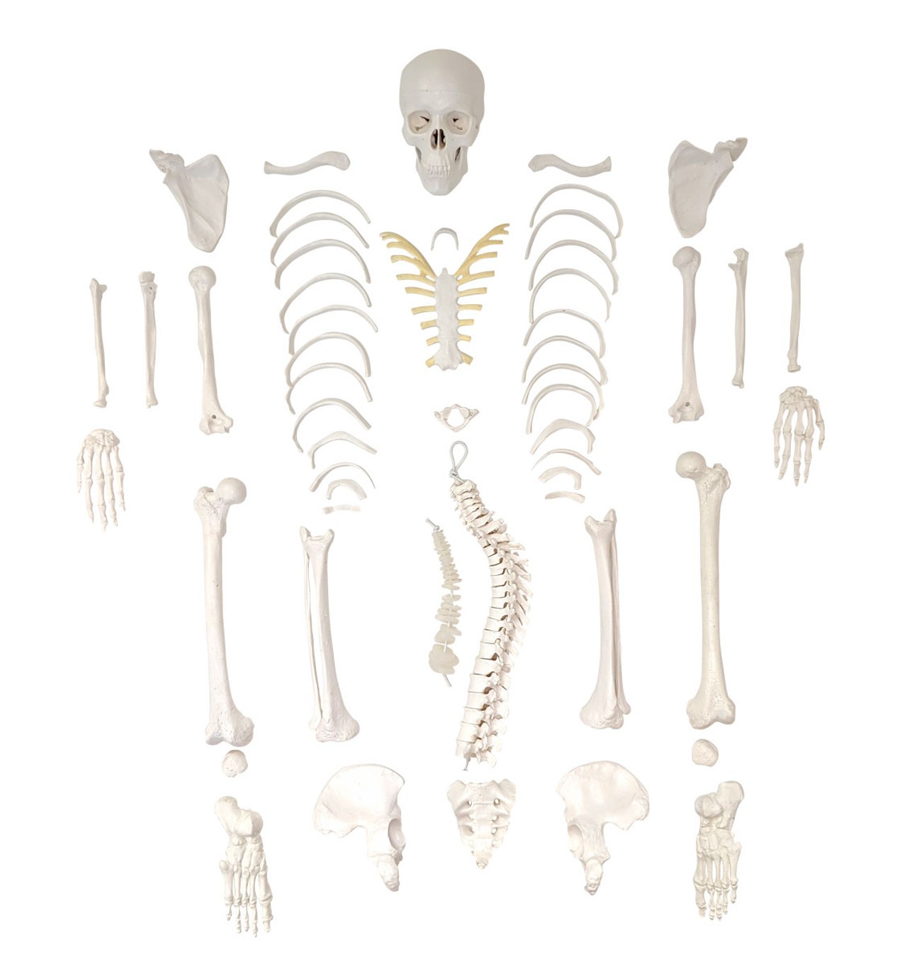 Axis Scientific Disarticulated Miniature Human Skeleton