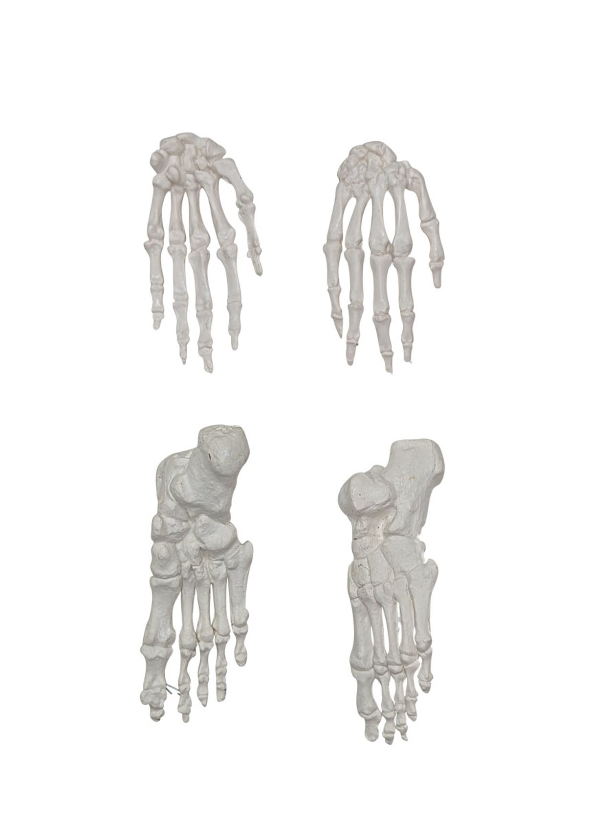 Axis Scientific Disarticulated Miniature Human Skeleton, Hands and Feet