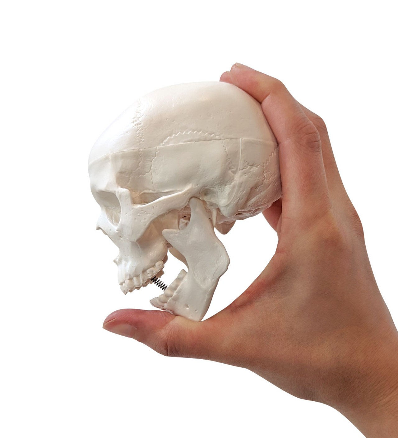 Axis Scientific Disarticulated Miniature Human Skeleton, Skull Only