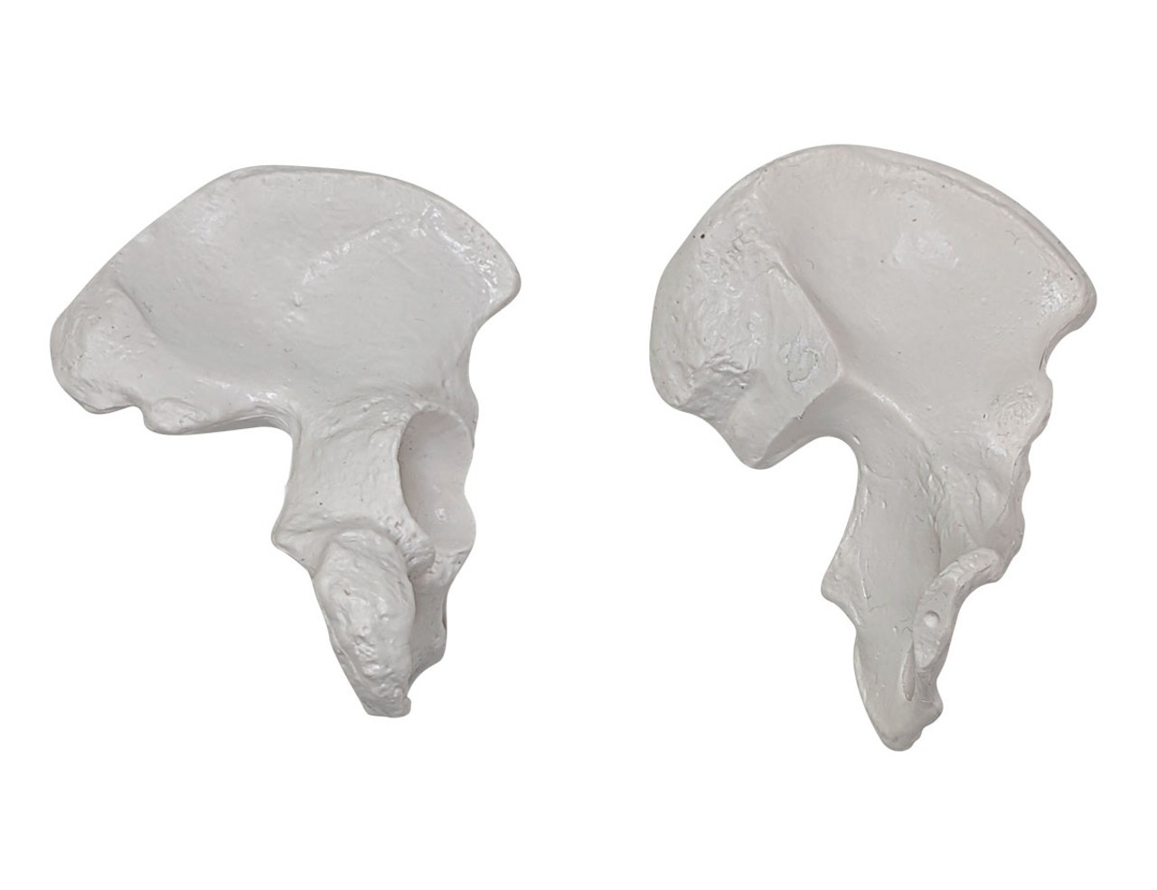 Axis Scientific Disarticulated Miniature Human Skeleton, Pelvis