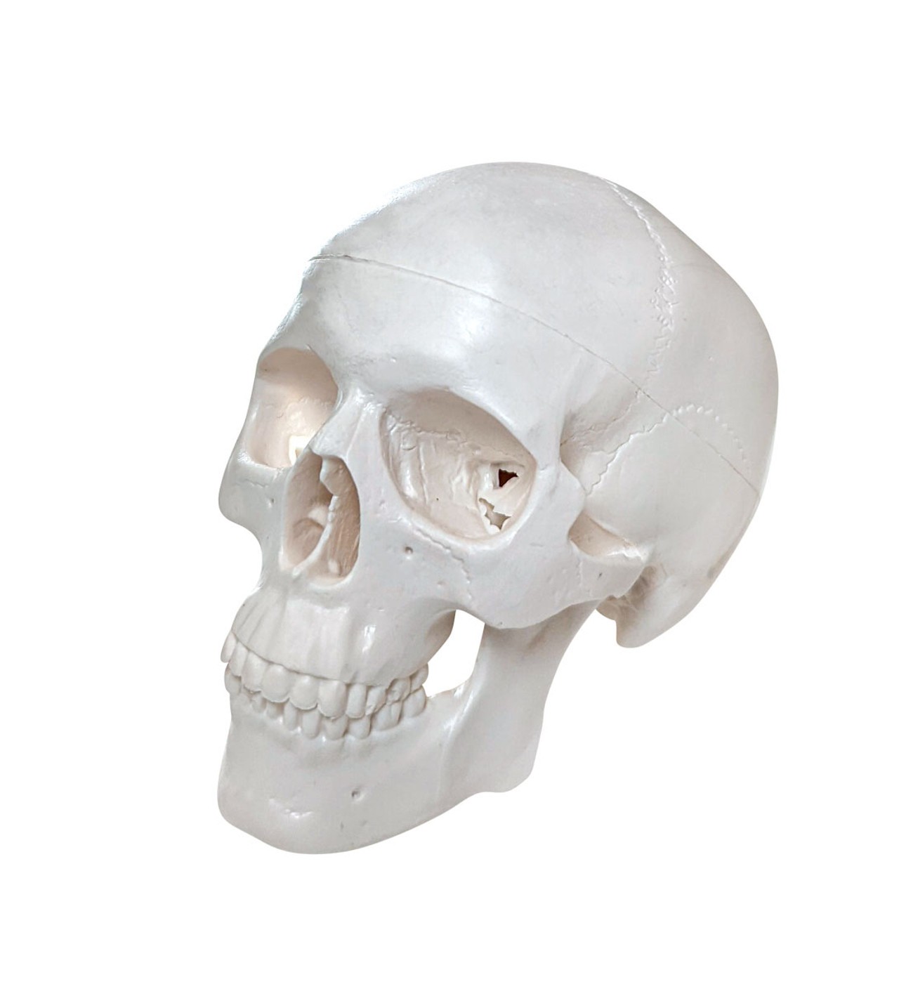 Axis Scientific Disarticulated Miniature Human Skeleton, Skull Only