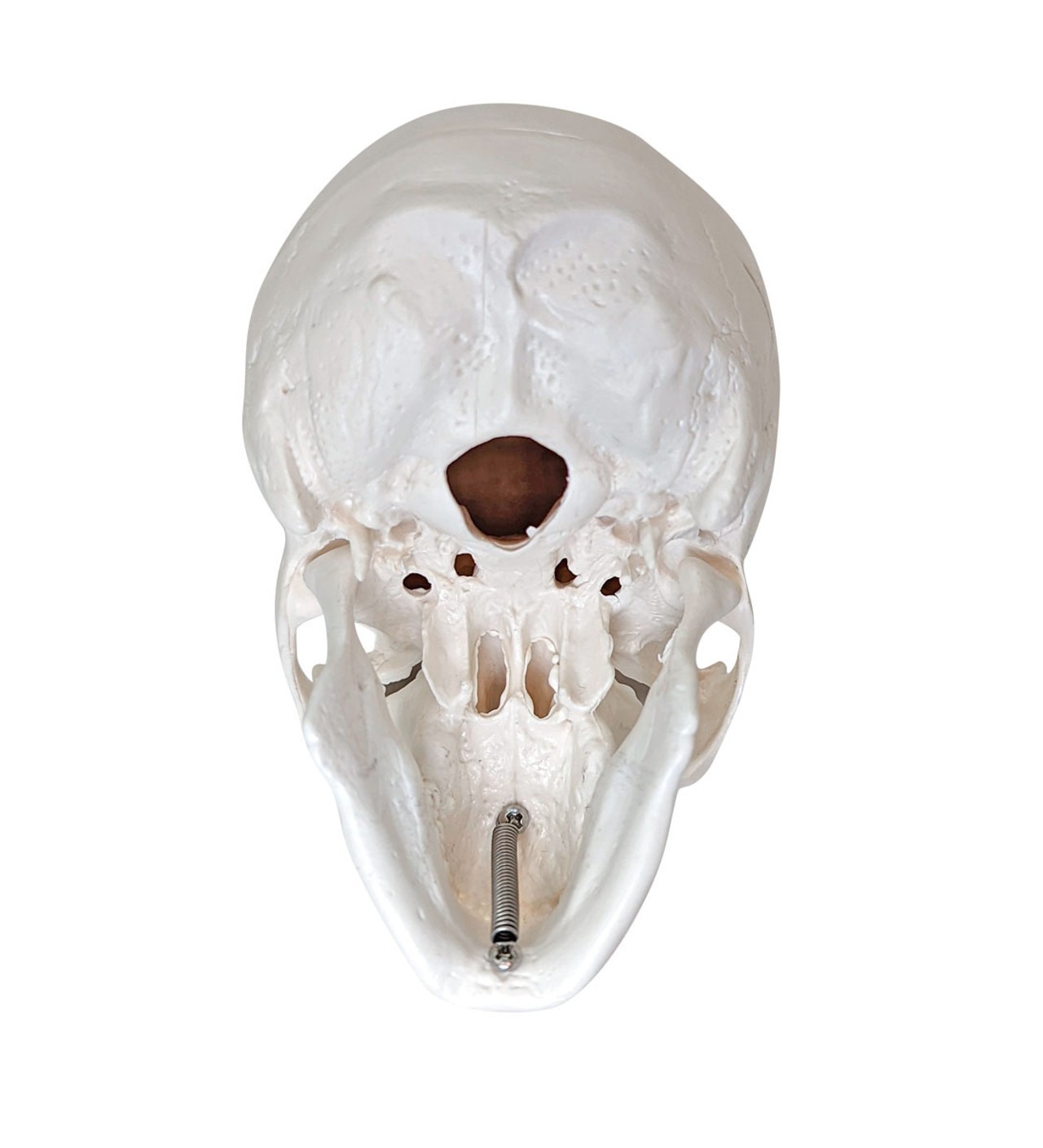 Axis Scientific Disarticulated Miniature Human Skeleton, Skull Only