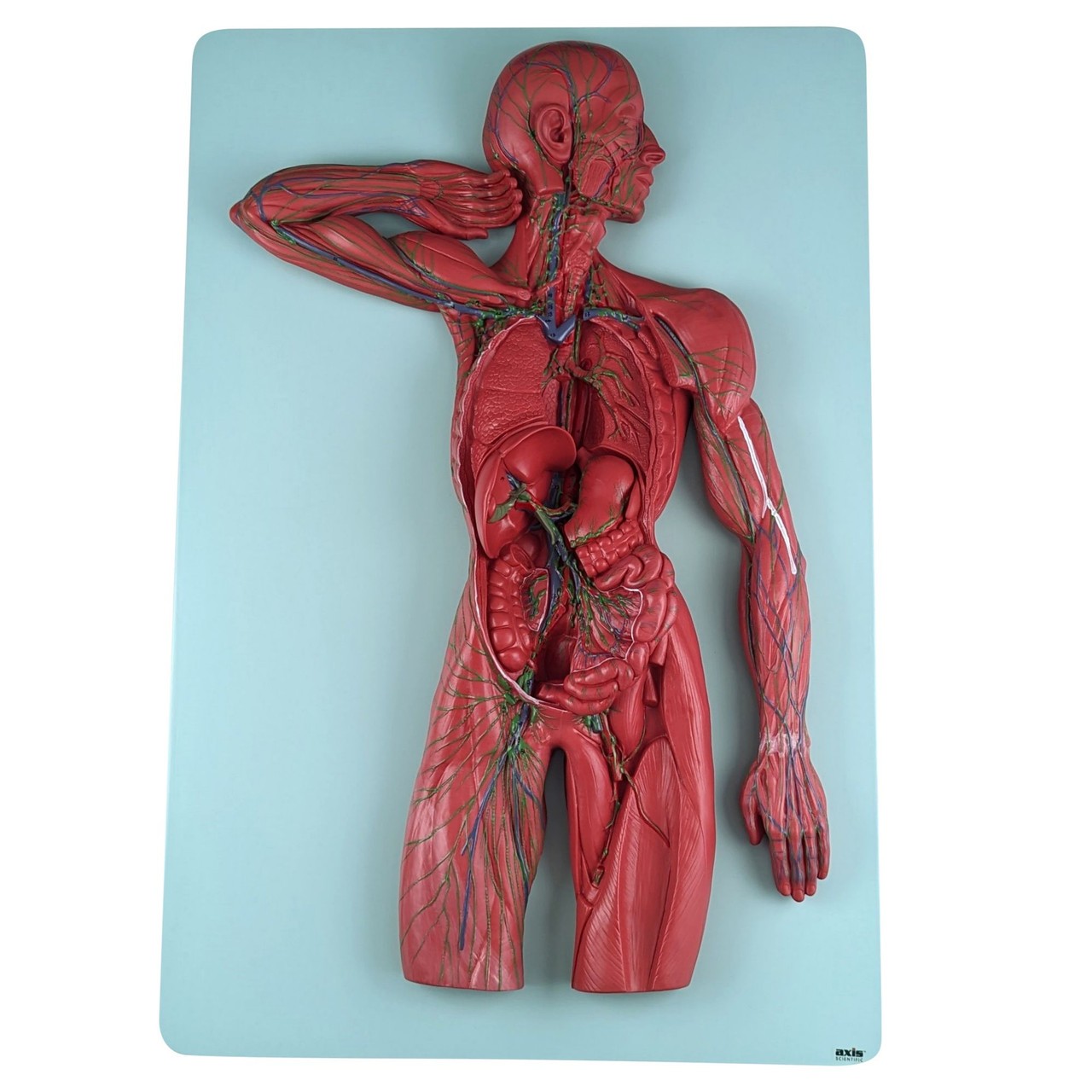 Axis Scientific Human Lymphatic System | Anatomy Warehouse
