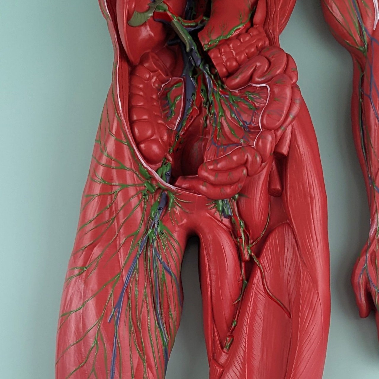 Axis Scientific Human Lymphatic System