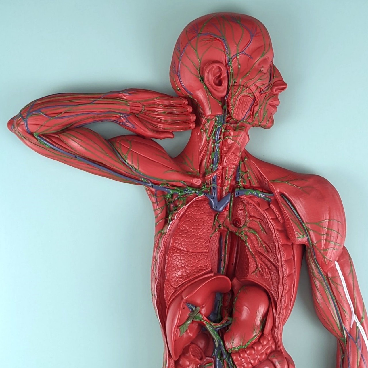 Axis Scientific Human Lymphatic System