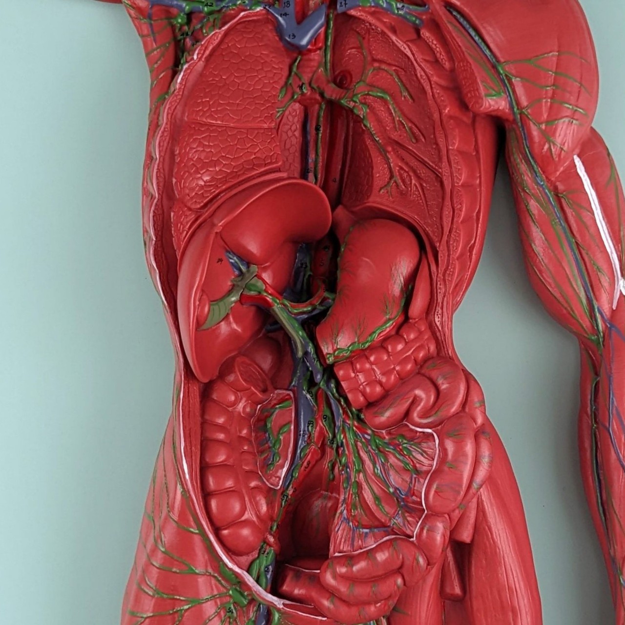 Axis Scientific Human Lymphatic System