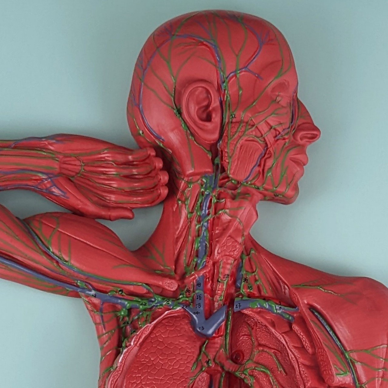 Axis Scientific Human Lymphatic System