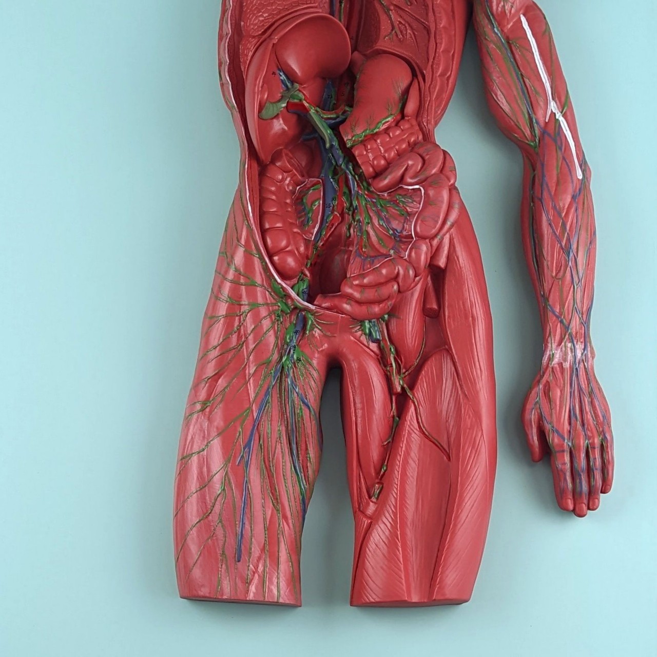 Axis Scientific Human Lymphatic System