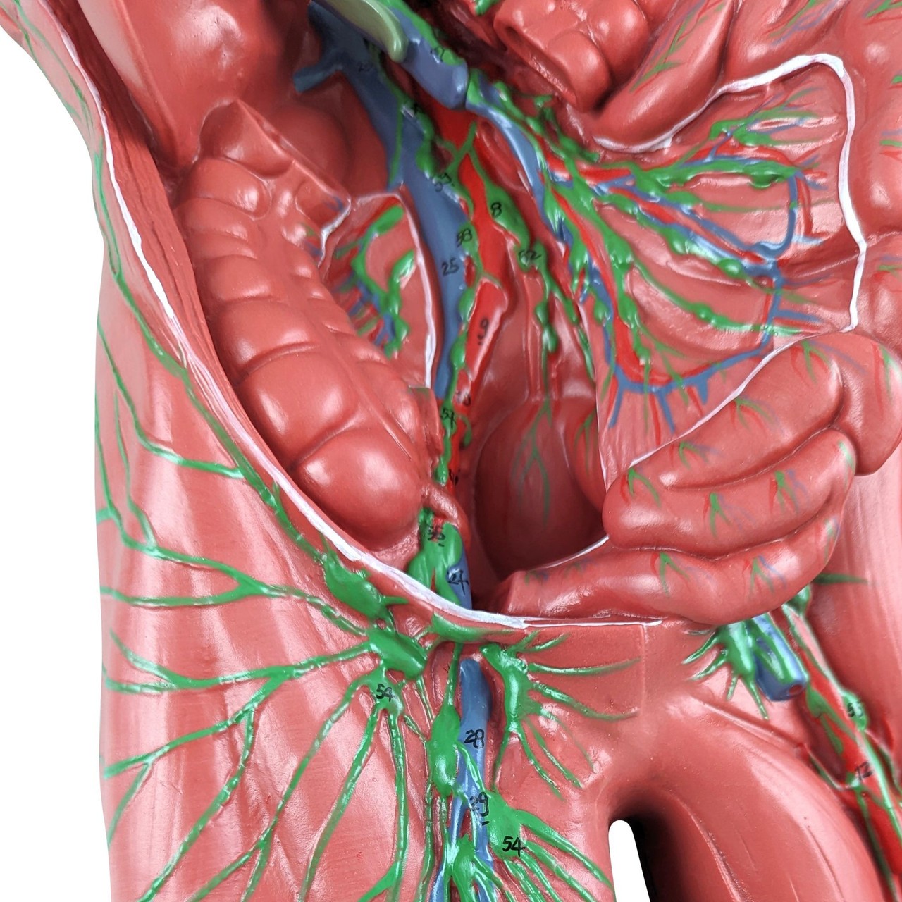 Axis Scientific Human Lymphatic System